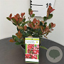 Photinia fraseri 'Little Red Robin' 25-30 cm 2,5L