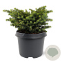 Picea a. 'Little Gem' 20-25 cm 3,0L