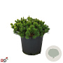Pinus mugo pumilio 30-40 cm 12L