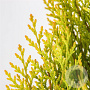 Platycladus or. 'Pyramidalis Aurea' 40-50 cm 3,0L