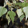 Populus nigra 12-14 HO container