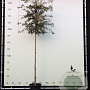 Quercus ilex 10-12 HO container 180 cm stam