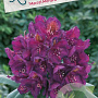 Rhododendron 'Marcel Menard' 70-80 cm 40L