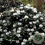Rhododendron 'Silbervelours' 30-40 cm 5,0L struik