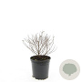 Spiraea jap. 'Little Princess' GM 1.5