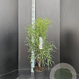 Frangula alnus Fine Line 80-100 cm 5,0L