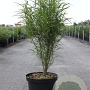 Frangula alnus Fine Line 80-100 cm 10L