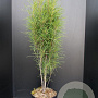 Frangula alnus Fine Line 100-125 cm 10L