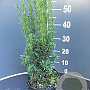 Taxus media 'Hicksii' 40-50 cm 3,0L