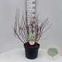 Cornus alba 'Gouchaultii' 60-80 cm 10L
