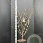 Hamamelis int. 'Arnold Promise' 125-150 cm 15L