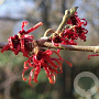 Hamamelis int. 'Diane' 60-80 cm 5,0L