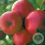 Malus d. 'Ecolette' struik wortelgoed