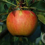 Malus d. 'Elstar' 6-8 HO wortelgoed