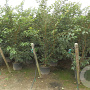 Prunus 'Accolade' 250-300 cm container meerstammig
