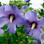 Hibiscus syr. Azurri 50-60 cm met kluit