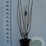 Hydrangea asp. 'Macrophylla' 60-80 cm met kluit