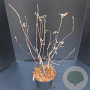 Hydrangea involucrata 50-60 cm 7,5L