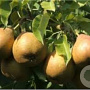 Pyrus c. 'Winterrietpeer' 8-10 HA container