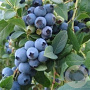 Vaccinium c. 'Goldtraube 71' P9