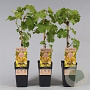 Vitis 'Golden Champion' 60-70 cm 2,0L