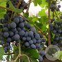 Vitis 'Zilga' 25-30 cm 2,0L