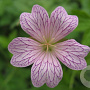 Geranium ox. 'Lace Time' GM P9