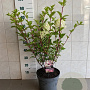 Hydrangea pan. Vanille-Fraise 50-60 cm 7,5L