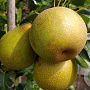 Pyrus communis 'Benita' 8-10 HA container