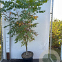 Koelreuteria paniculata 100-125 cm 10L