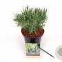 Lavandula int. Sensational! 20-25 cm 3,0L