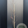 Liquidambar styraciflua 100-125 cm 10L