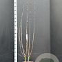 Malus 'Evereste' 150-175 cm 15L