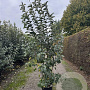 Malus 'Evereste' 175-200 cm 20L