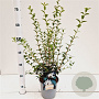 Osmanthus burkwoodii 50-80 cm 2,5L