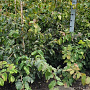 Parrotia persica 125-150 cm met kluit