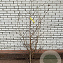 Parrotia persica 150-175 cm met kluit