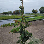 Parrotia persica 150-175 cm 15L