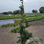 Parrotia persica 150-175 cm 15L