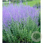 Perovskia 'Blue Spire' 40-50 cm 7,5L