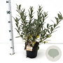 Salix helvetica 30-40 cm 2,5L