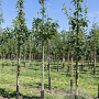Sorbus torminalis 80-100 cm met kluit