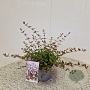 Abelia grandiflora 25-30 cm 2,5L