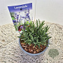 Lavandula angustifolia 'Munstead'(S) GM P9