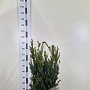Taxus media 'Hillii' 60-80 cm met kluit