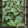 Elaeagnus ebb. 'Compacta' 50-60 cm 7,5L