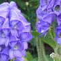 Aconitum carm. 'Arendsii' GM P9