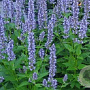 Agastache 'Blue Fortune' GM P9