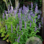 Agastache 'Blue Fortune' GM P9