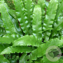 Asplenium scolopendrium GM P9